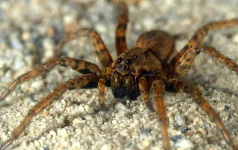 a wolf spider on the gravelly ground