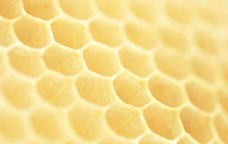 bee honeycomb