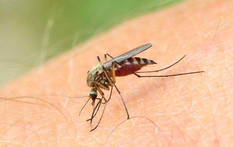 close of mosquito biting skin