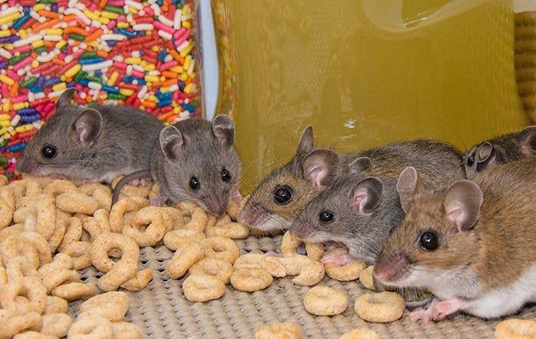 group of mice eating food in a pantry