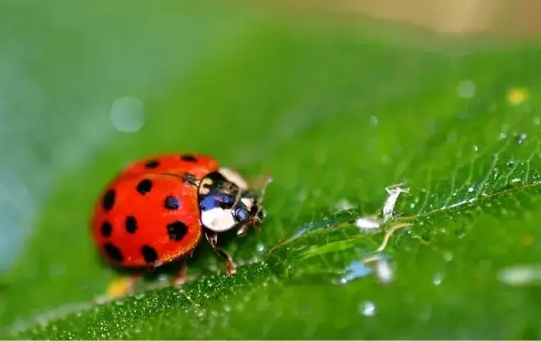 a red lady bug on a leaf
