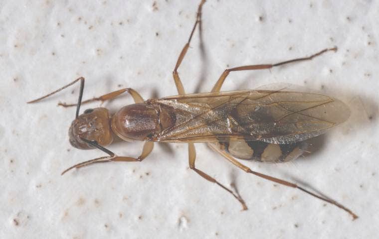 carpenter ant with wings in alexandria va
