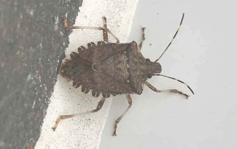 trapping stink bugs
