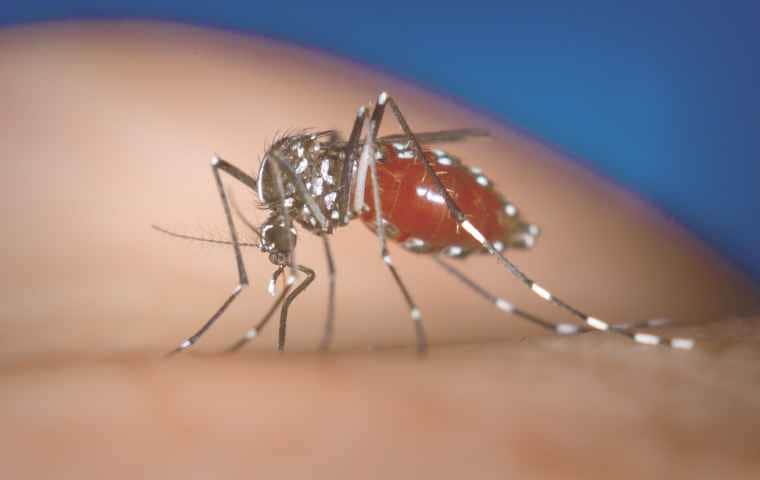 mosquito bite relief