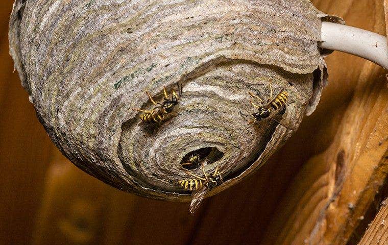 wasp on a big nest
