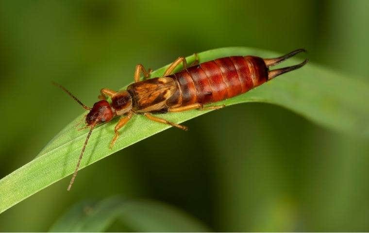 earwig bug in washington dc