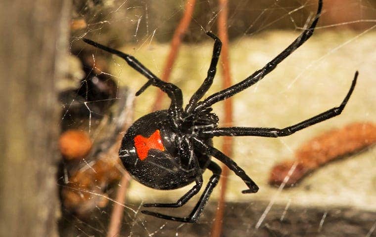 black widow spider on a web in a home