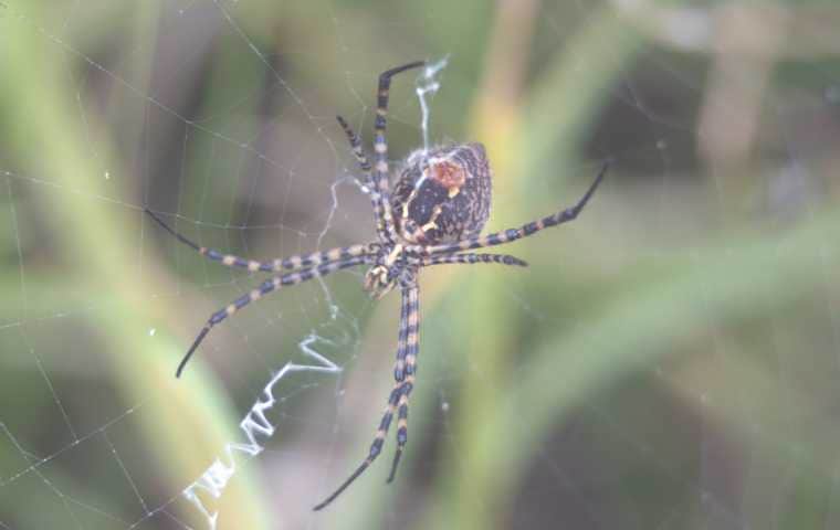 orb weaver spider