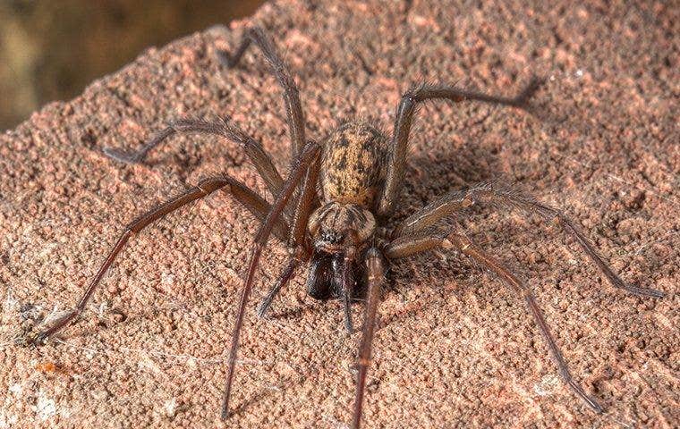 close up of spider on rock
