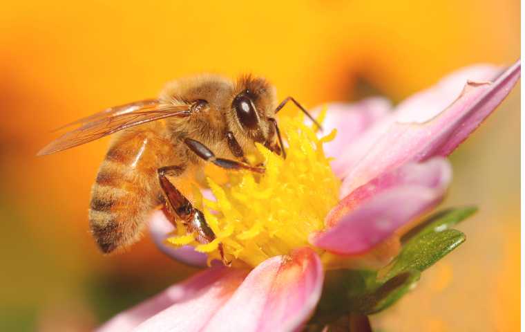 honey bees vs bumble bees