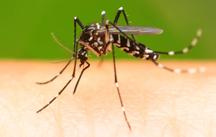 mosquito biting human
