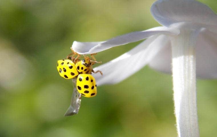 yellow ladybugs