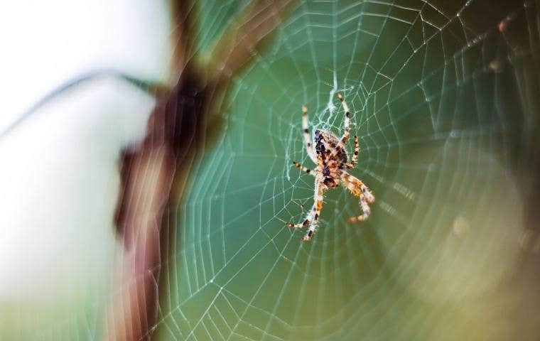 an orb weaving spider on a tree in Arlington VA