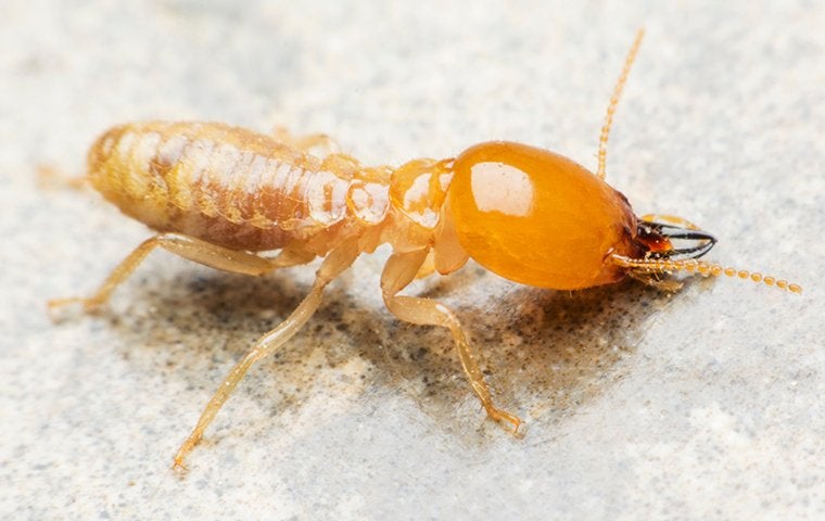 termite in kitchen