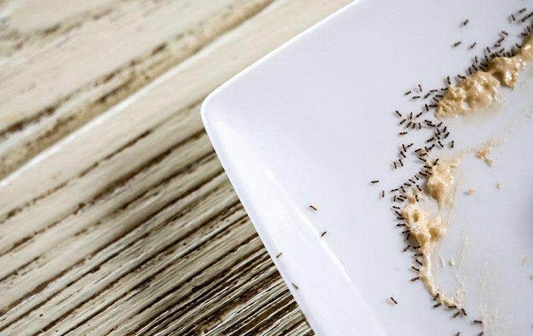 ants crawling on kitchen plate