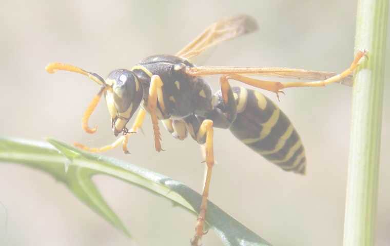 wasp exterminator herndon va