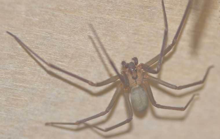 pictures of brown recluse