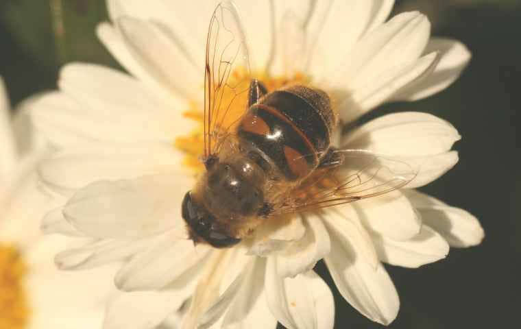 male honey bee