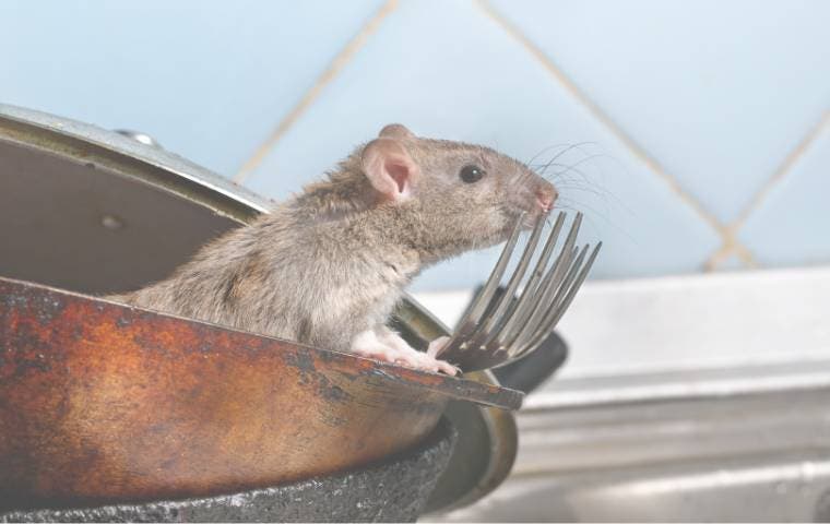 how to get rid of rats when they're in your home