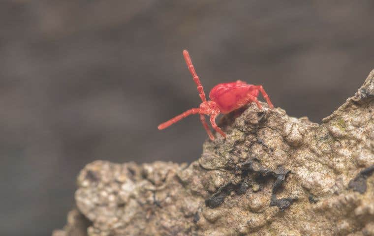 small red bug in arlington va