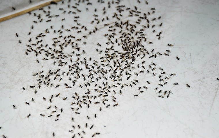 an ant infestation on a kitchen floor