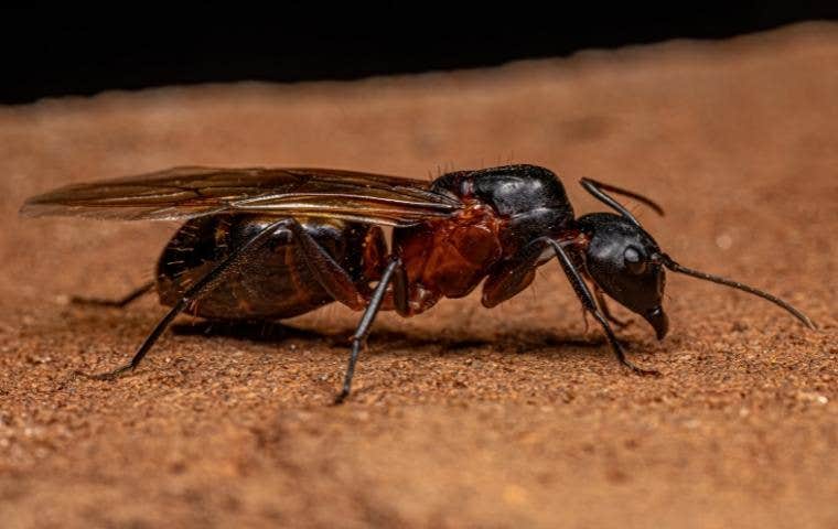 carpenter ant queen