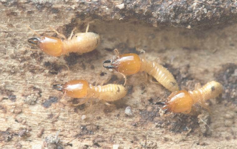 termite treatment at home