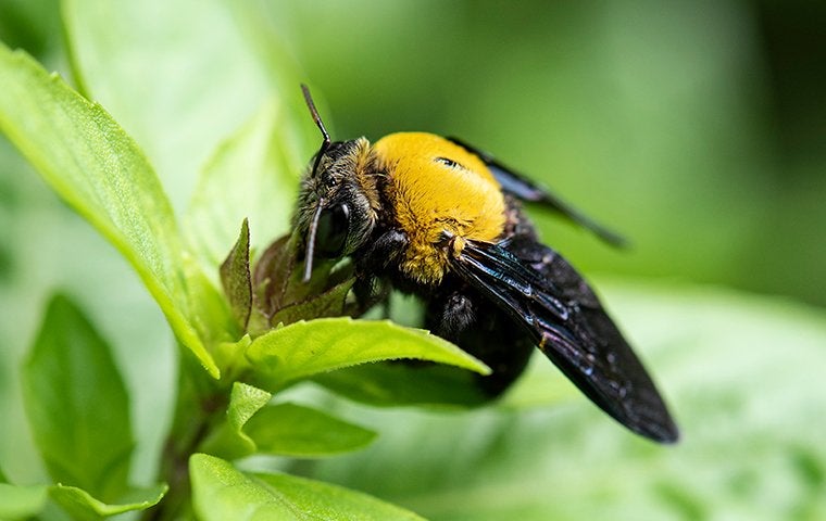 carpenter bee on flower