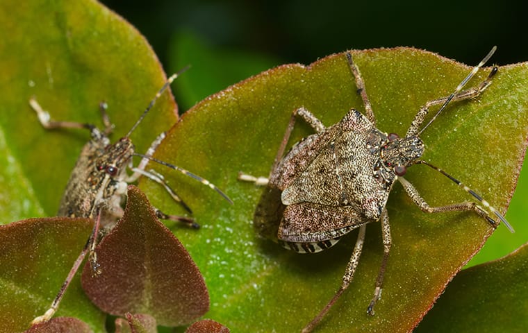 Two stink bugs crawling on plants in a garden