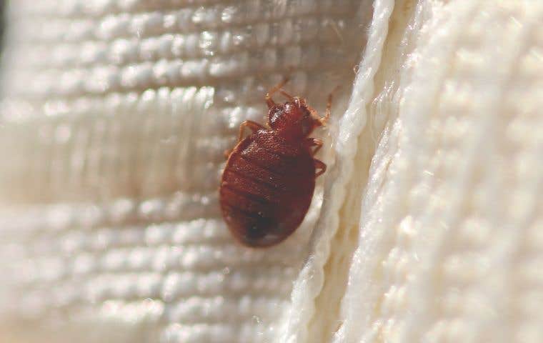 checking for bed bugs in arlington va