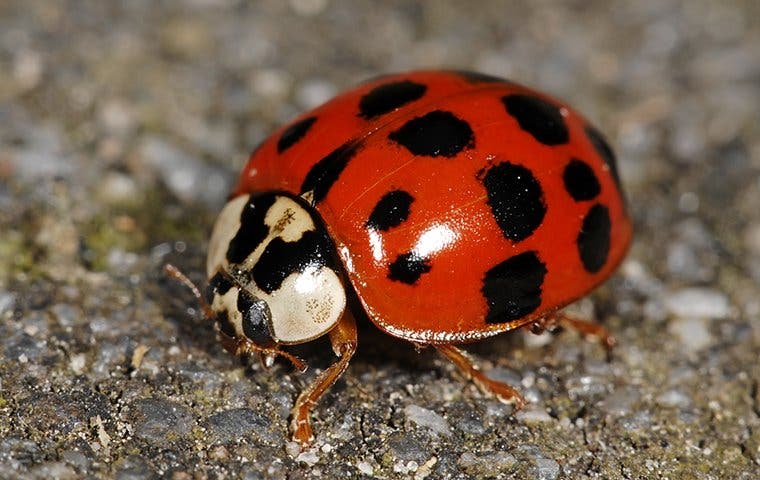lady bug on ground