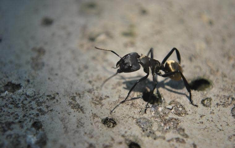 an ant in Manassas VA