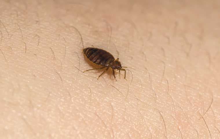 bed bug bites vs flea bites