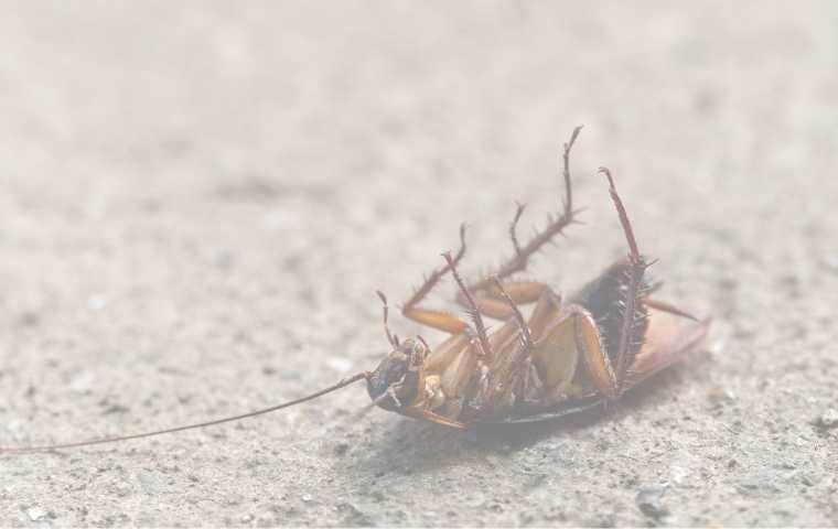cockroach control services in gaithersburg md