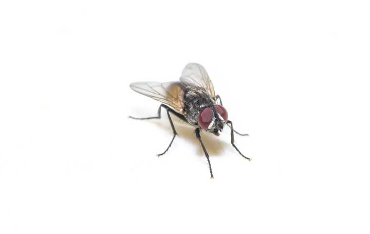 what is the lifespan of a fly