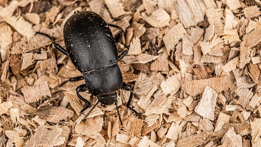 Darkling beetles can lay 200 to 2,000 eggs in their short 3-month life