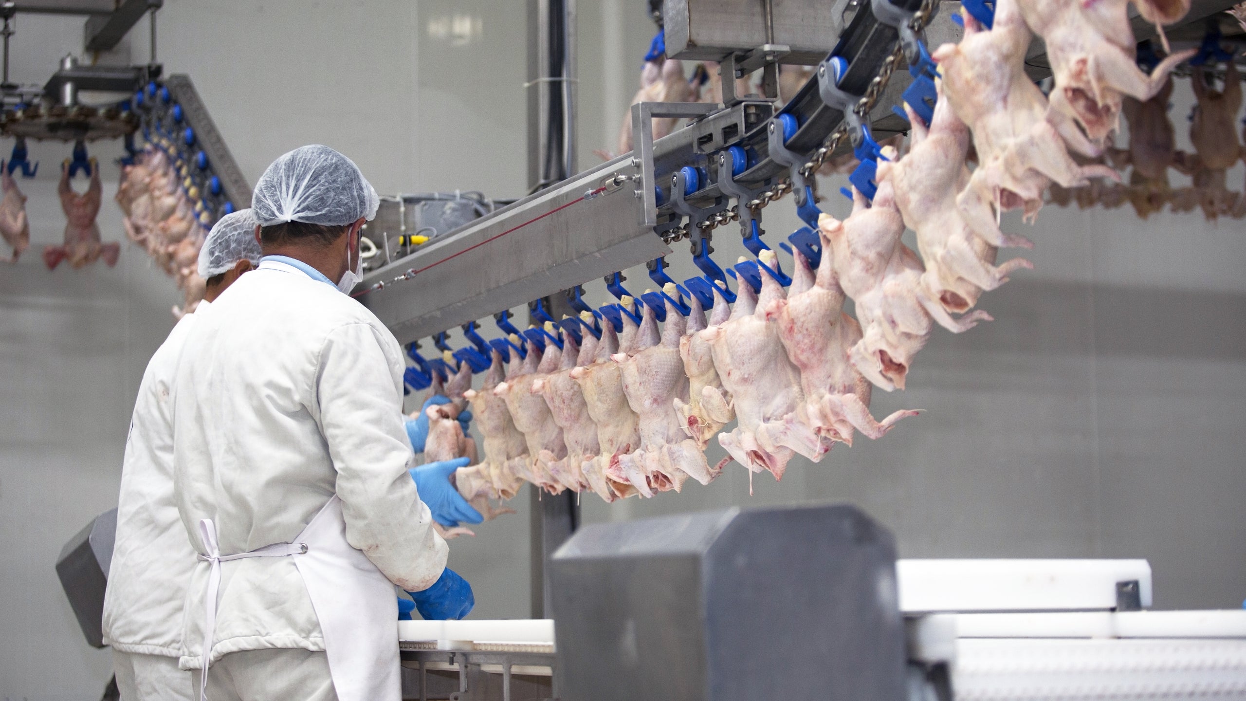 Food safety shoulders  Salmonella control in poultry processing