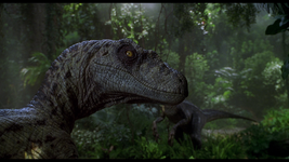 Velociraptor