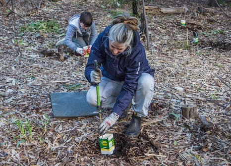 Sarah planting a tree