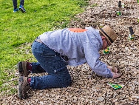 Marty planting trees