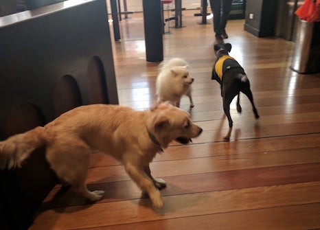 Running Dogs
