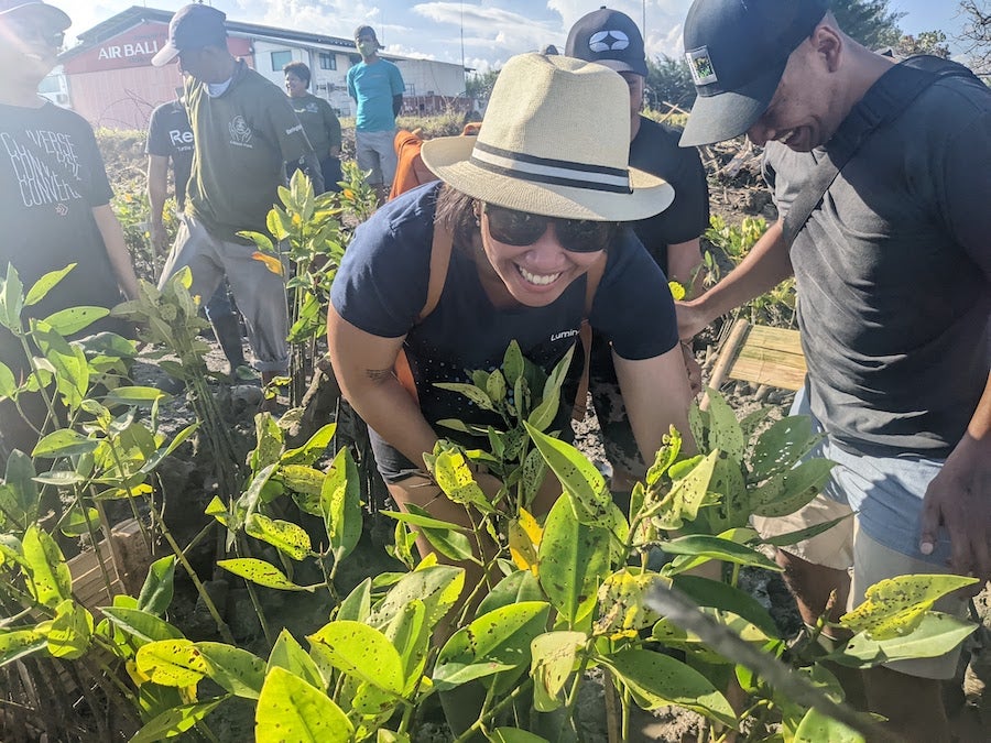 Reggie planting mangroves