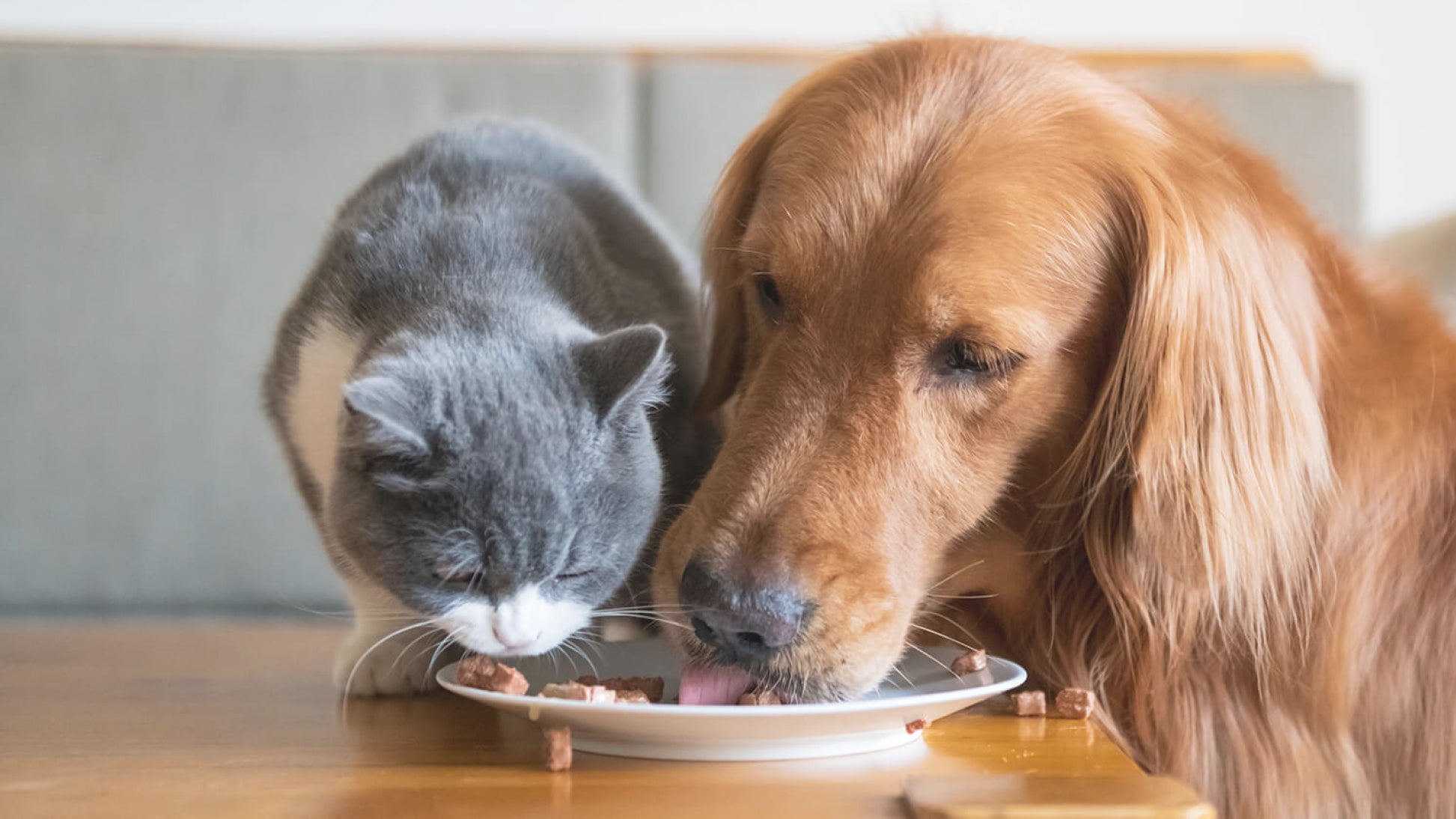 A dog and cat eating off a plate