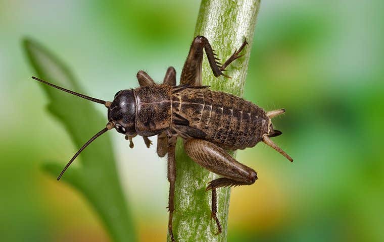 cricket on a plant stem