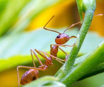 red ant on green plants