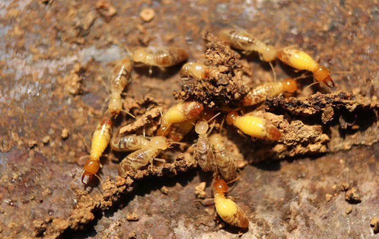 termites in a pile of dirt