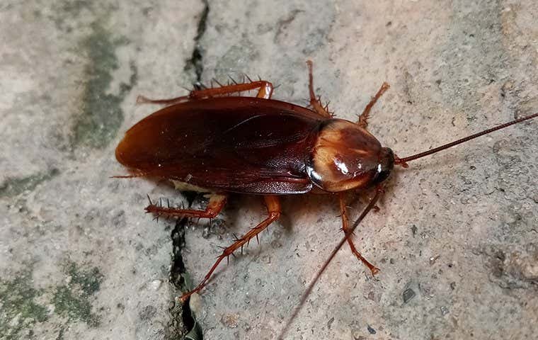 big american cockroach on a cracked foundation