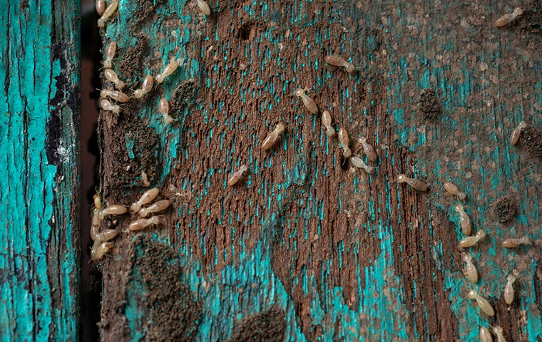 termites crawling on damaged blue wall
