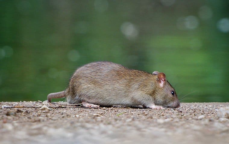 rat on gravel path