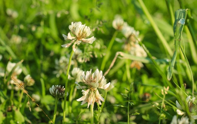 white clover lawn weed